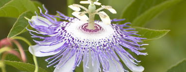 Mučenka (Passiflora incarnata)